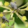 Curculio glandium